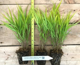 Japanese Forest Grass Plants -  Hakonechloa macra 'aureola' golden-variegated and 'all gold'