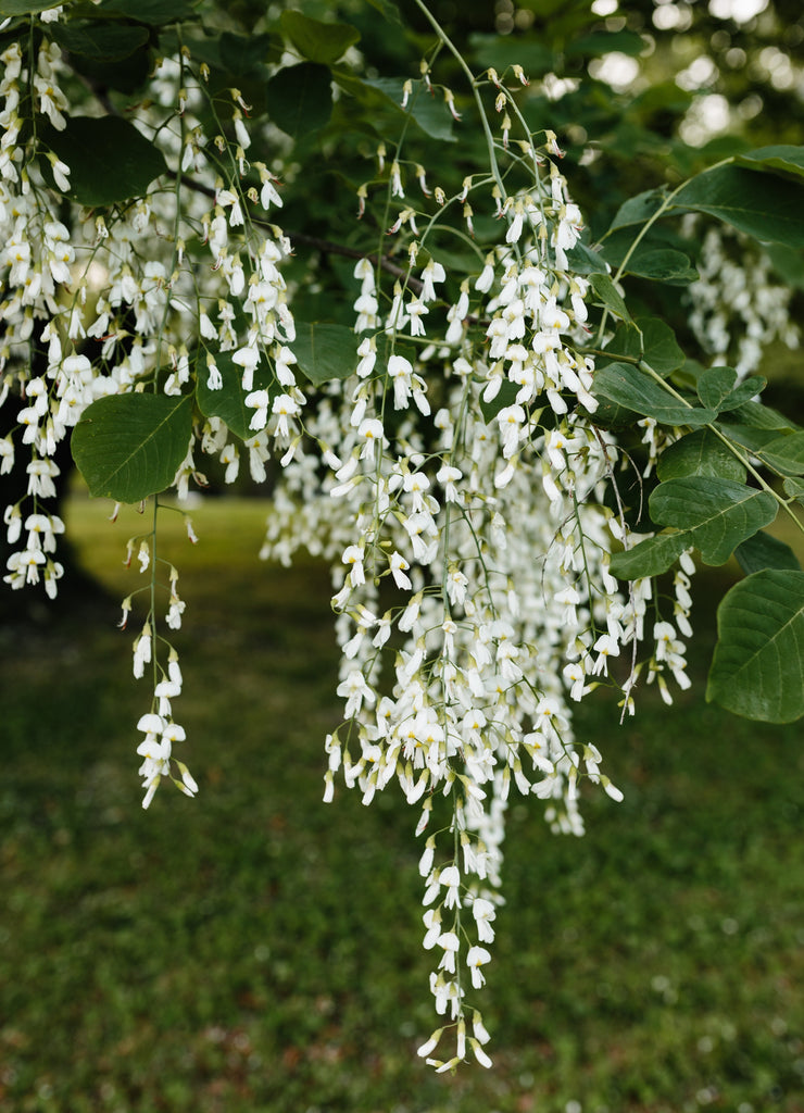 plant with white hanging flowers American Yellowwood (Cladrastis lutea) Fragrant, White Flowers