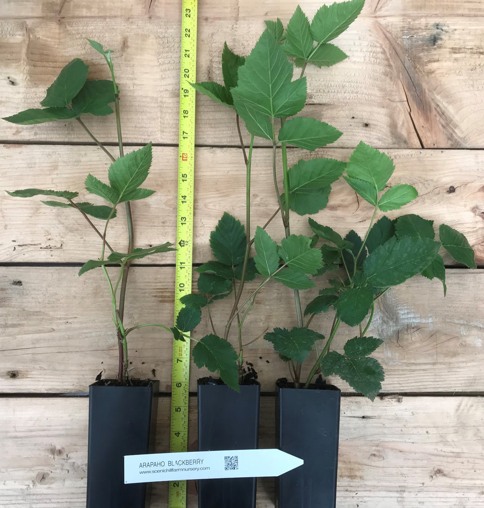 blackberry plant in a pot Arapaho Blackberry - Thornless - 2 Year