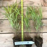 Japanese Forest Grass Plants -  Hakonechloa macra 'aureola' golden-variegated and 'all gold'