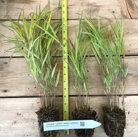 Japanese Forest Grass Plants -  Hakonechloa macra 'aureola' golden-variegated and 'all gold'