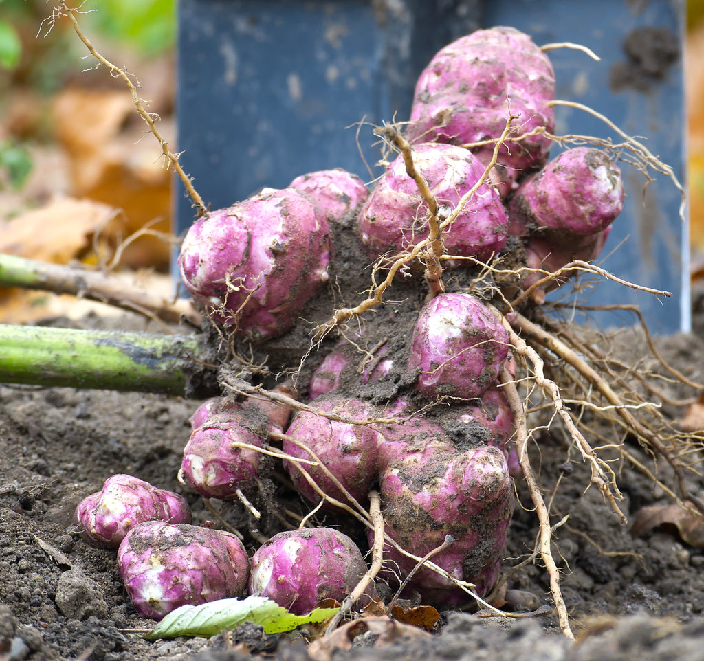artichoke plant varieties Jerusalem Artichoke Tubers for Planting - Aurora Rose