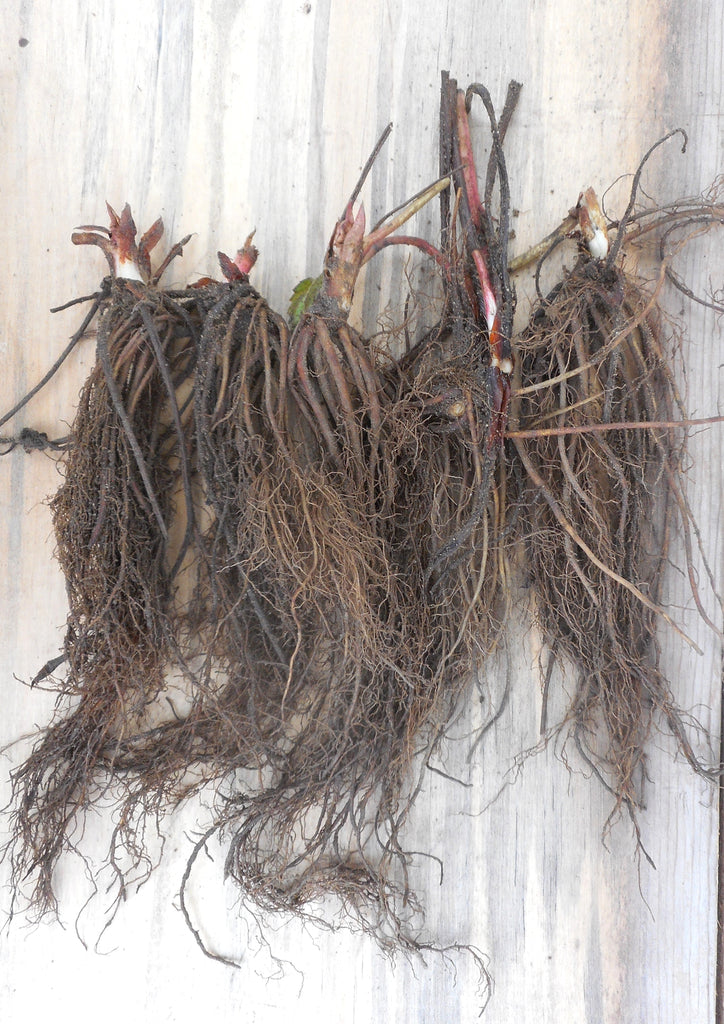 FLAMINGO PINK STRAWBERRY PLANTS Better Than Pineberries Or Wild Straw flamingo-pink-strawberry-plants-better-than-pineberries-or-wild-straw