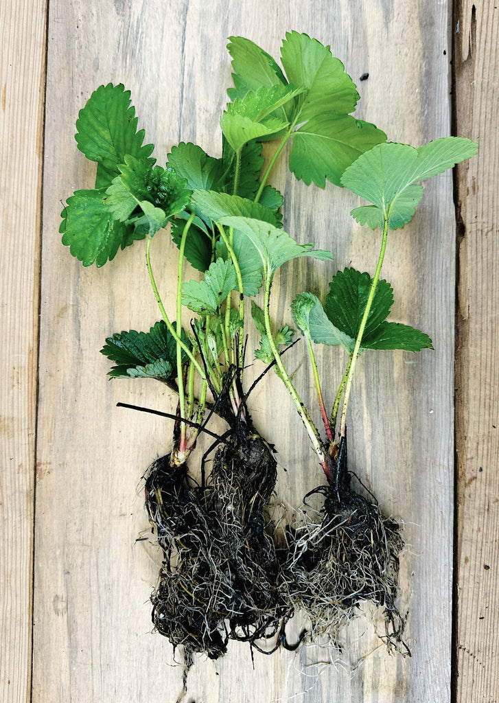 strawberry sequoia seeds Growing Sequoia Strawberry Plants - Certified