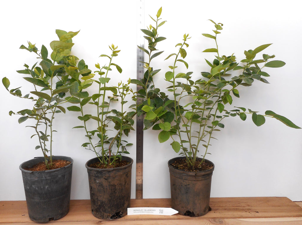 Berkeley Mid Season Blueberry Large Gallon Containers Large berries