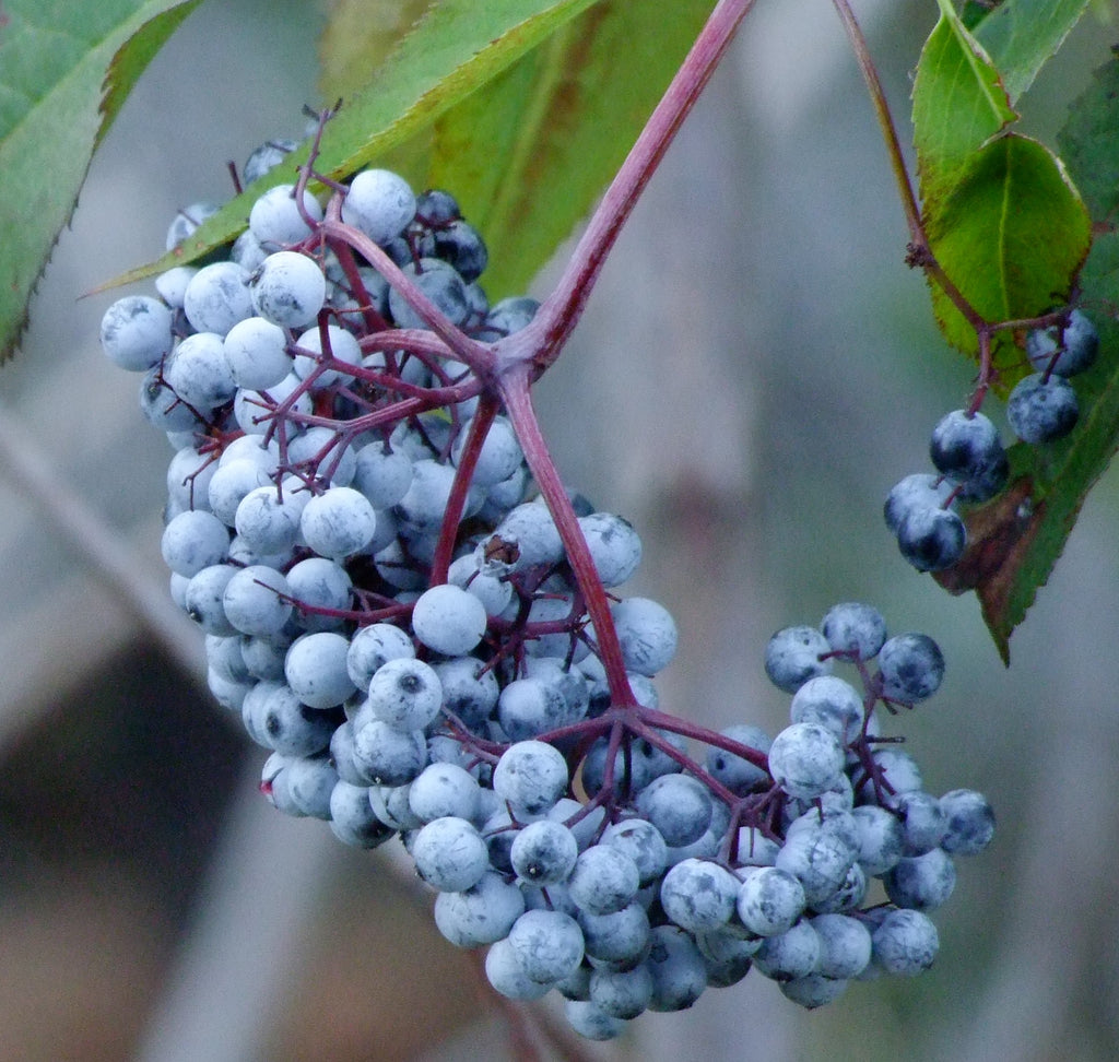 Blue Elderberry (Sambucus nigra ssp. cerulea) - Heavy Yields – Scenic Hill  Farm Nursery