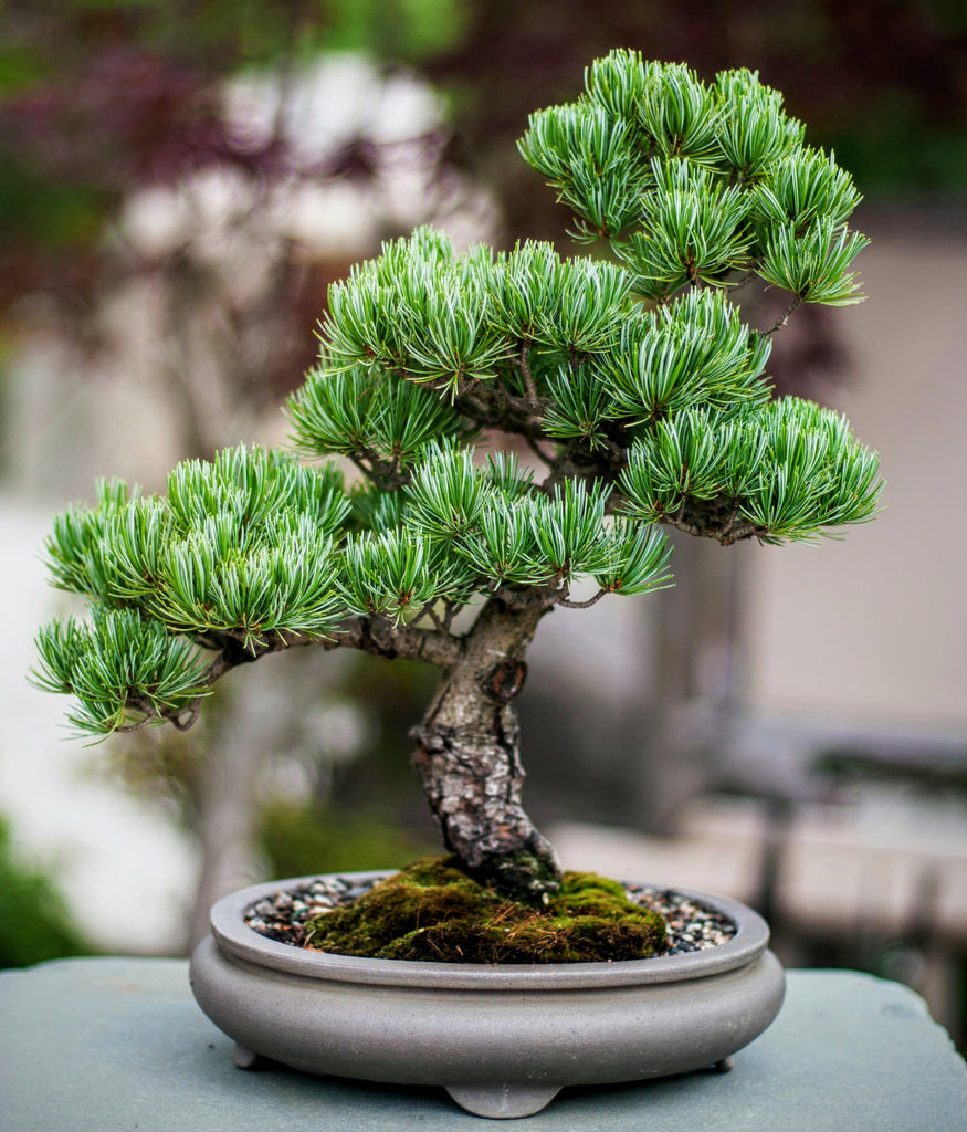 pinus bonsai tree Bristlecone Pine (Pinus aristata)- Bonsai, Xeriscaping and Rocky Landscapes