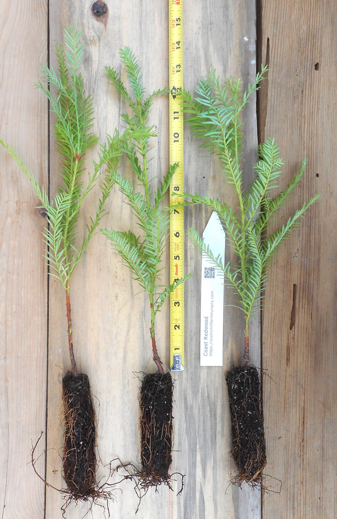 Coast Redwood Trees, 12” - 16” Tall - Sequoia sempervirens
