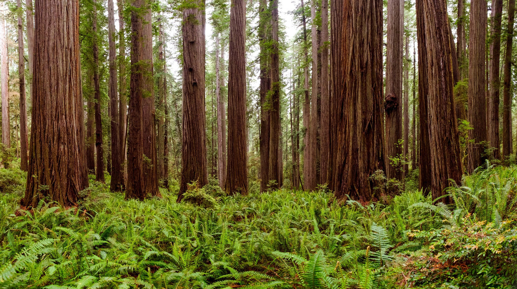 Coast Redwood Trees, 12 - 16 Tall - Sequoia sempervirens Landscape T   Scenic Hill Farm Nursery