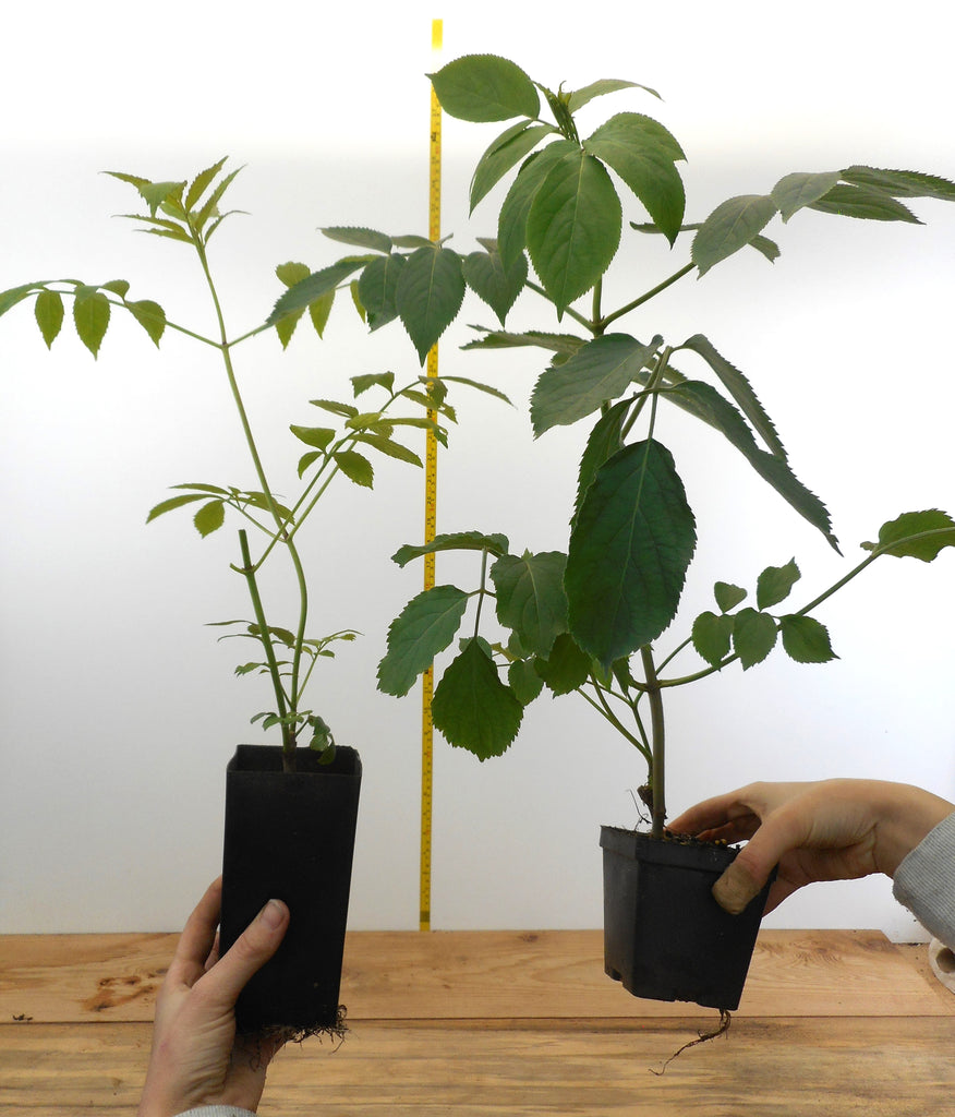 can you plant elderberry in a pot Elderberry - Black Elderberry Plants - 8 Varieties