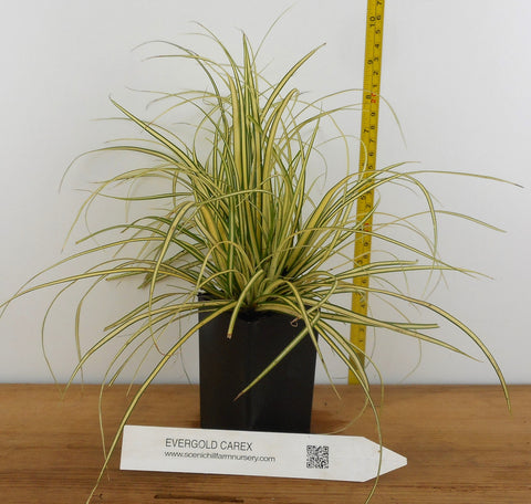 Carex oshimensis 'Evergold' ornamental grass -variegated evergreen sedge