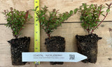 Huckleberry - Vaccinium ovatum - Tasty Berries, Flower Arrangements - Also called Evergreen or Coast Huckleberry