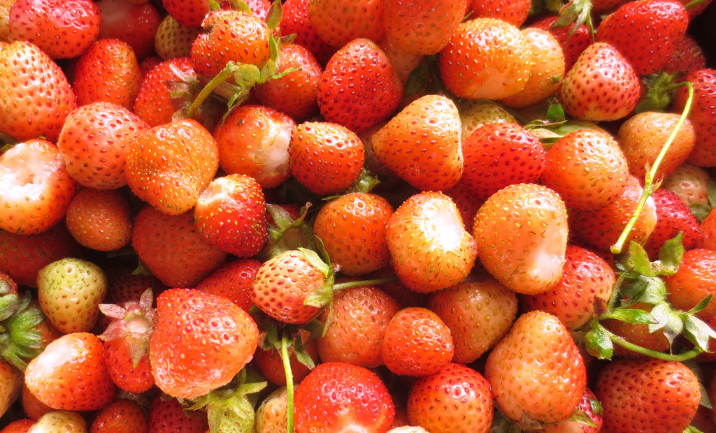 Bare Root FLAMINGO PINK STRAWBERRY PLANTS- Better than Pineberries