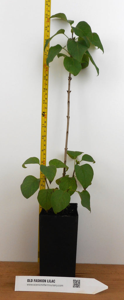 most fragrant potted plants Old Fashion Lilac Bush - 14" - 20" Tall