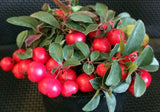 Gaultheria Cherries Berries™- Wintergreen, Teaberry- Aromatic Leaves, Colorful Red Berries