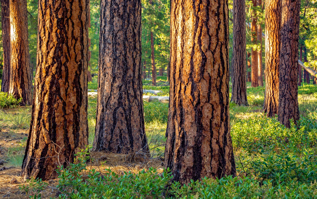 Ponderosa Pine - 3 Year Old Trees- Pacific sub species- For Landscape Planting