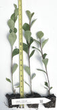 Simon Poplar- Great for windbreaks and Shade Trees- Very Drought Tolerant