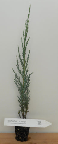 Skyrocket Juniper 12" - 24" Tall - Windbreak / Landscape / Bonsai