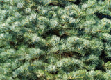 Apache White Fir 2 Year Old Bare Root Trees (Abies concolor) Landscape, Windbreaks and Christmas Trees