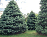 Apache White Fir 2 Year Old Bare Root Trees (Abies concolor) Landscape, Windbreaks and Christmas Trees