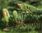 Apache White Fir 2 Year Old Bare Root Trees (Abies concolor) Landscape, Windbreaks and Christmas Trees