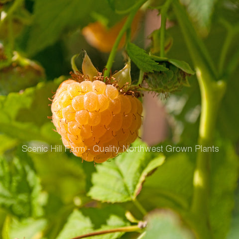 Potted Anne Golden Ever Bearing Raspberry Plants - Large and Sweet Berries