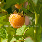 Anne Golden Raspberries - Scenic Hill Farm Nursery