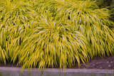 Japanese Forest Grass Plants -  Hakonechloa macra 'aureola' golden-variegated and 'all gold'