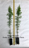 2 Bald Cypress Trees - Scenic Hill Farm Nursery