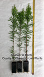 3 Bald Cypress Trees - Scenic Hill Farm Nursery