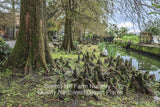 Bald Cypress Tree - Scenic Hill Farm Nursery