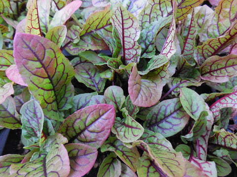 Bloody Dock Sorrel, fully rooted in pots - Perennial Vegetable and Colorful Ornamental