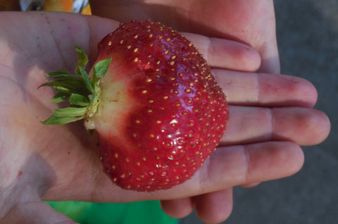 Cabot Strawberry Plants- Best tasting big strawberry for northern locations- Spring/Summer Planting