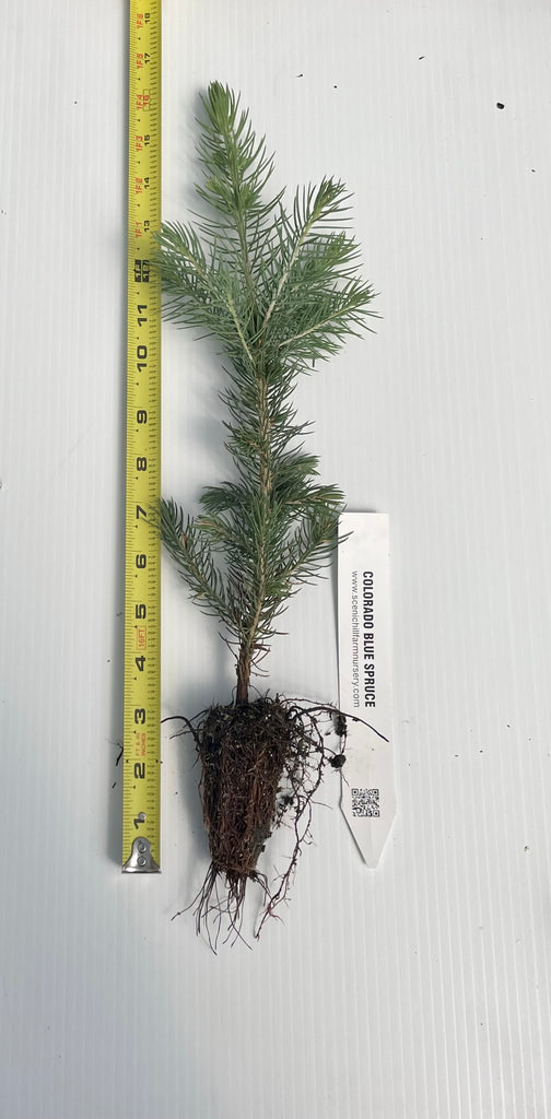 planting blue spruce seeds Picea pungens, Colorado Blue Spruce Seedlings
