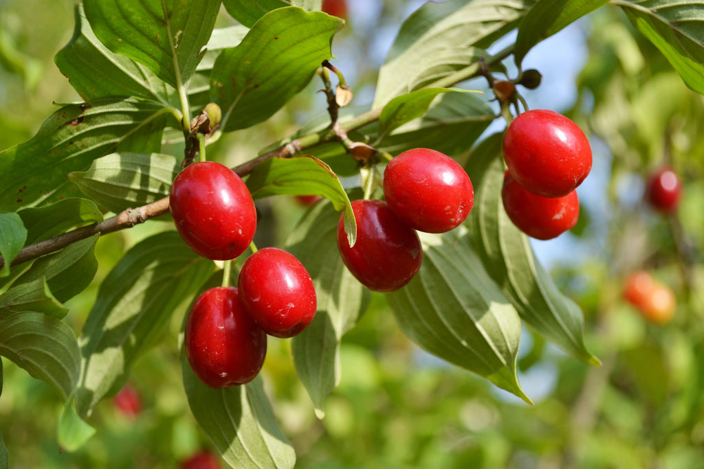 Cornus mas, Cornelian Cherry Dogwood, cornelian cherry or European cornel