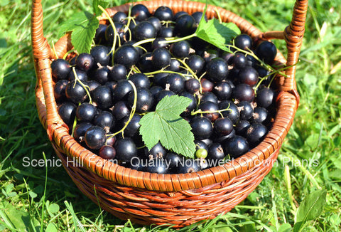Crandall Black Currant Plants- Largest & Sweetest