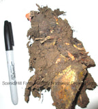 Crimson Cherry Rhubarb Crown Divisions - Scenic Hill Farm Nursery