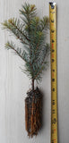 Abies procera, Noble Fir Seedlings- Potted 1 Year, Potted 2 year, and 2 year Bare Root
