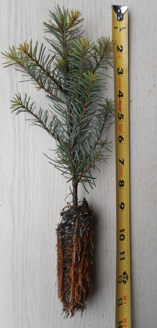 Abies procera, Noble Fir Seedlings- Potted 1 Year, Potted 2 year, and 2 year Bare Root