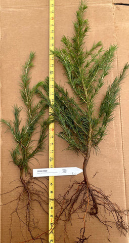 Cedrus deodara (deodar cedar, Himalayan cedar) - Live Bare Root Trees- 10-28 Inch Tall