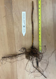 Double Gold Raspberry- 2 year Bare Root Canes - Free Shipping - Excellent Flavor, Very Sweet