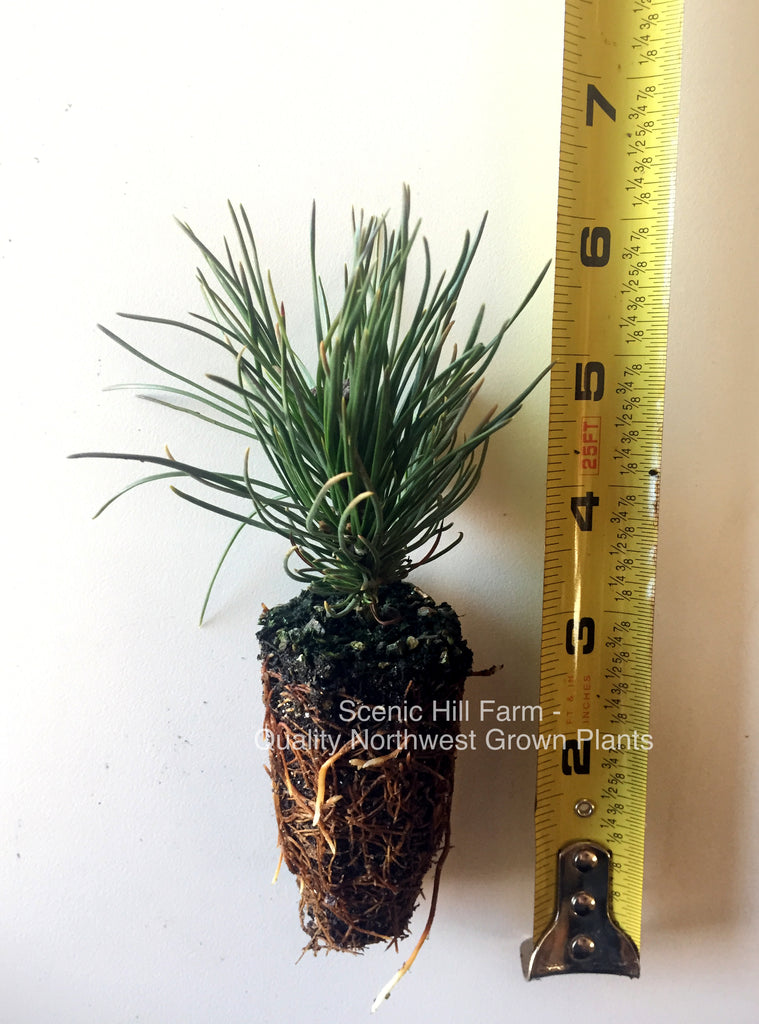 Dwarf Swiss Mountain Pine (Pinus mugo, pumilio) Scenic Hill Farm