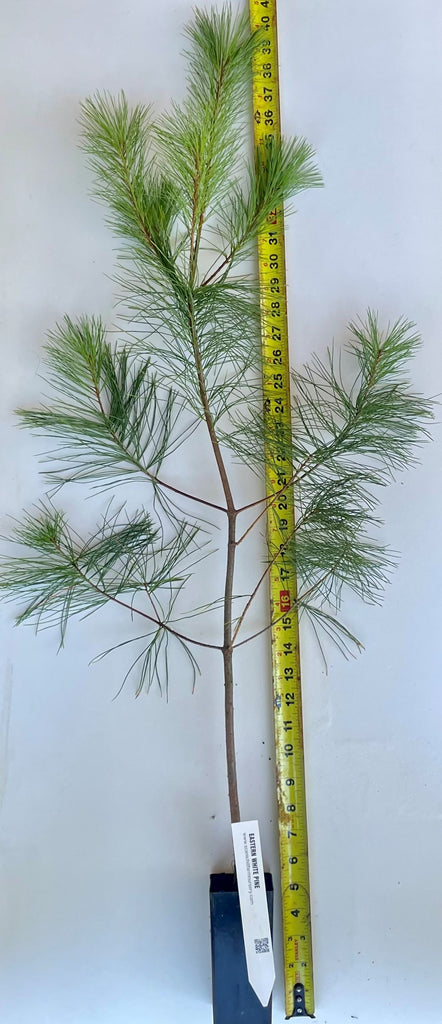 Pinus strobus (eastern white pine) at