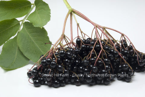 Elderberry Plants - Scenic Hill Farm Nursery