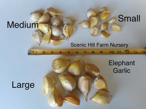 Elephant garlic Cloves (Allium ampeloprasum var. ampeloprasum) For Planting or Eating