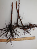 Caroline Raspberry Plants - 2 Year Old Bare Root Canes - Free Shipping - Large and Sweet Berries