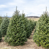 Fraser Fir - 5-10 Inches Tall  -  3 YR. Bare Root Trees Abies fraseri