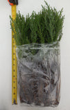 Giant Sequoia Trees- California Redwood - Seedlings