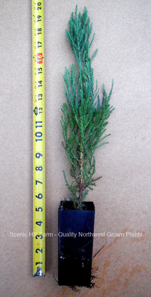 giant pot plant Giant Sequoia Tree
