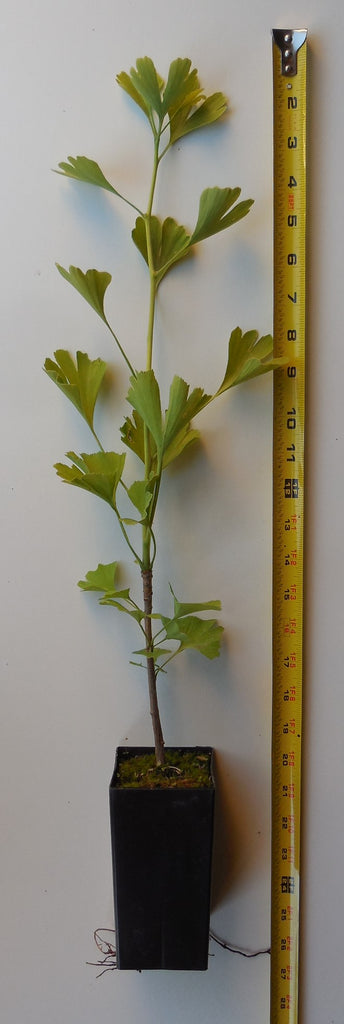 gingko house plant Ginkgo Tree (Ginkgo biloba) – Scenic Hill Farm Nursery